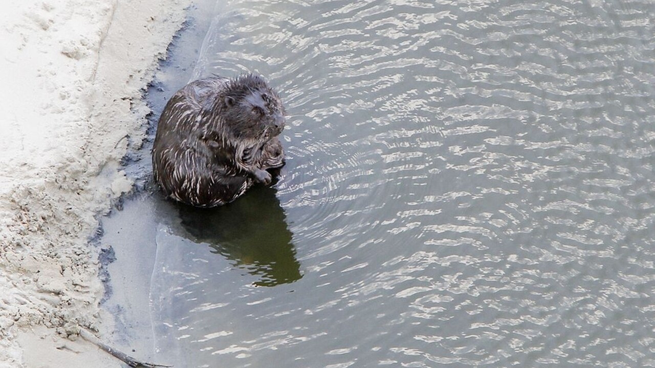 Bobor voda rieka ilu 1140px (SITA/AP)